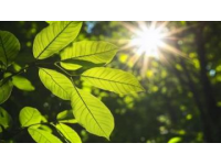 學(xué)生知識科普自然科學(xué)篇：光合作用的神奇世界！