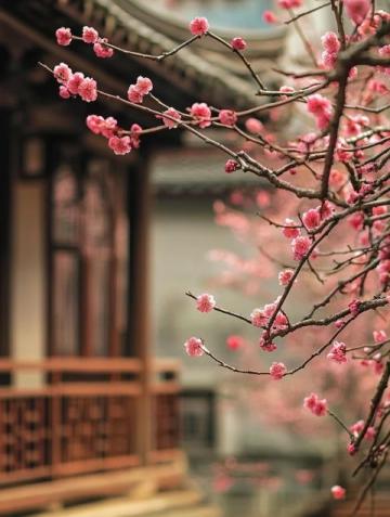 四日三夜武漢賞櫻游：暢游各大精華景點(diǎn)攻略