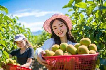 石屏春菜新鮮上市 售價(jià)高達(dá)200元/市斤