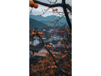 旅行知識分享之中國紅橙之鄉(xiāng)~廉江