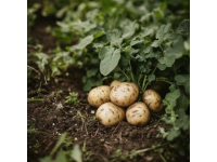 土豆花的深層寓意：堅韌、簡約與豐收的象征