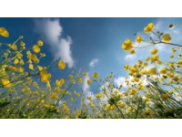 中國最美油菜花海，春游云南必去景點，錯過等一年！