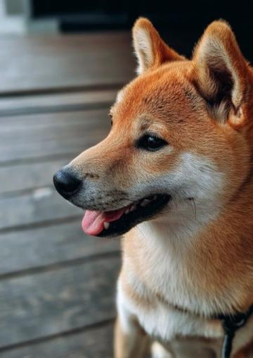 養(yǎng)狗冷知識：狗狗的色覺、嗅覺和地磁場感知能力