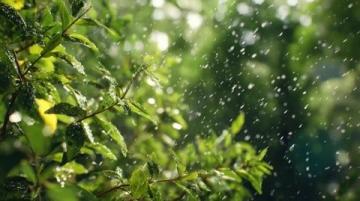 雨聲織春網(wǎng)，心靜自生菩提