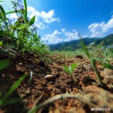 自駕羅平、賞油菜花：一條路、一輛車、無(wú)限美景!