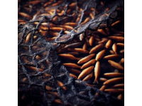 巢湖銀魚：細(xì)長透明的鮮美佳肴營養(yǎng)價值高