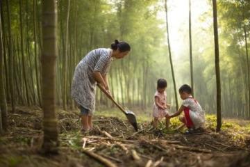 打卡福州國家森林公園竹園，200多種竹子讓你大開眼界！