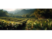 旅居濟州島，離開青島家鄉(xiāng)整半年了，現(xiàn)在最想念的就是那口嶗山綠茶的味道