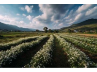 高明茶山徒步線路:尋找鄉(xiāng)間美食和自然風(fēng)景