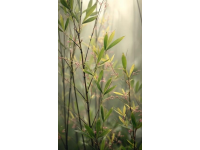 打卡福州國家森林公園竹園，200多種竹子讓你大開眼界！