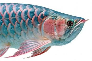 一條七斤重的水庫(kù)魚(yú)，五人食根本吃不消，售價(jià)三十元一斤