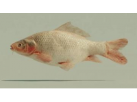 一條七斤重的水庫(kù)魚(yú)，五人食根本吃不消，售價(jià)三十元一斤