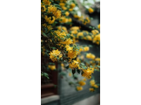 重慶南山植物園花開了嗎(重慶南山植物園花開迷人，就是上山下山太擁堵了...)