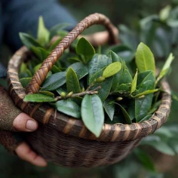 每天一杯普洱茶，身體會(huì)收獲哪些驚喜？