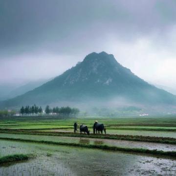 周末去哪玩？跟著大河報(bào)鄉(xiāng)村半日游—摘麥芒、杏吃桃，享美味農(nóng)家飯！