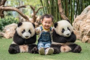揭秘大熊貓的秘密菜單：不只是竹子！