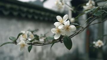 面朝大海春暖花開：湛江深度游，美食美景相伴的香煎帶魚教程