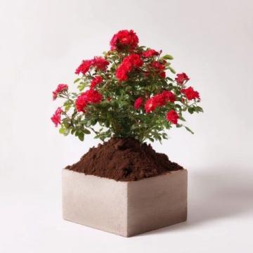 養(yǎng)花小知識——新買的梔子花黃葉