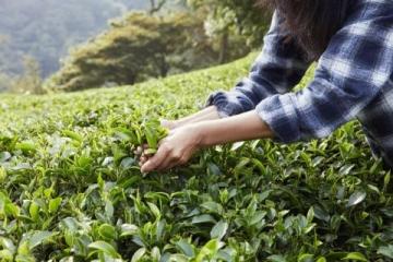 冒著寒風(fēng)去探尋茶葉之鄉(xiāng)
