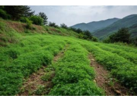 春暖花開的伊犁古道,帶我走進(jìn)了綠意盎然的美麗世界