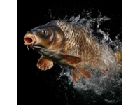 黃河淡水魚入海后命運如何？生存挑戰(zhàn)與生態(tài)影響探討