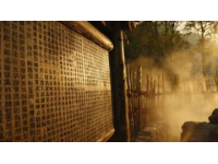廣西崇左：山鄉(xiāng)艾草香悠悠