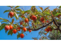 濟(jì)南長(zhǎng)清五峰山的櫻桃熟了嗎(濟(jì)南周邊游｜長(zhǎng)清五峰山的櫻桃熟啦)
