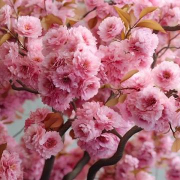 滎陽豐樂櫻花園賞花指南:免門票詳情及游玩攻略