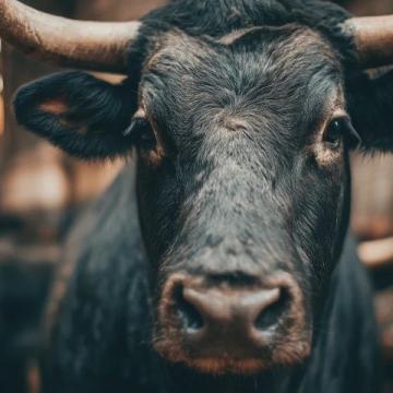2025年驢肉價格飆升，驢肉火燒比奶茶還貴！背后真相揭秘
