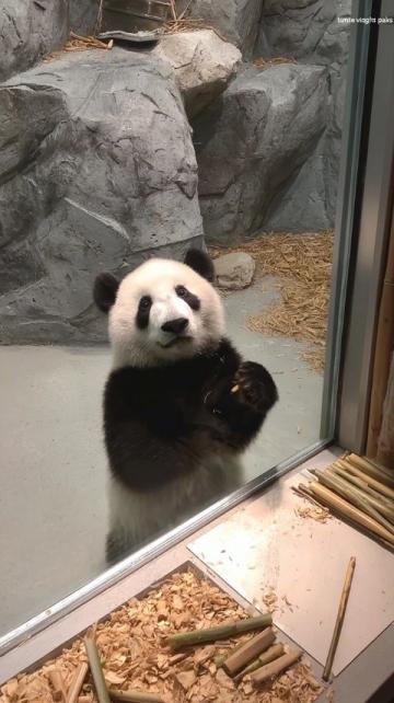 2歲北極看熊，4歲南極看企鵝！這個(gè)杭州娃可能創(chuàng)造了世界紀(jì)錄！如果有機(jī)會(huì)