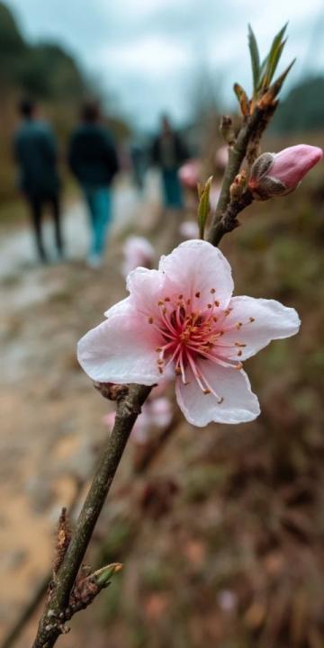 逃離都市喧囂:探尋杭州西溪濕地里的隱世桃源——十里芳菲度假村