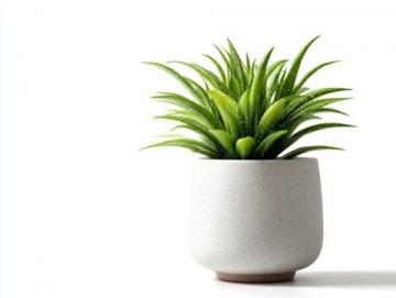 室內(nèi)綠植養(yǎng)護(hù)攻略:揭秘滴水觀音的五大護(hù)理技巧