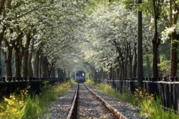 兩日游路線：武大櫻花+東湖綠道，這樣玩不繞路！