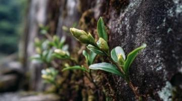 常喝的茶葉有哪些？綠茶中的春日鮮爽代表：西湖龍井與黃山毛峰