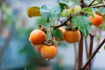 廣西大學(xué)生李帥入贅桂林，種植甜脆柿子，日賺500多元