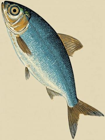 一直以來，家里老人最喜歡的海魚當(dāng)屬黃翅魚,有野生，有養(yǎng)殖，價格不一樣