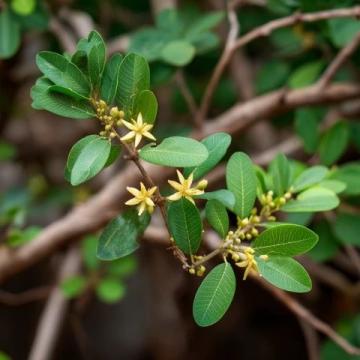 漲知識(shí)了！原來(lái)這是連翹花小鼓掌這個(gè)野花不簡(jiǎn)單！