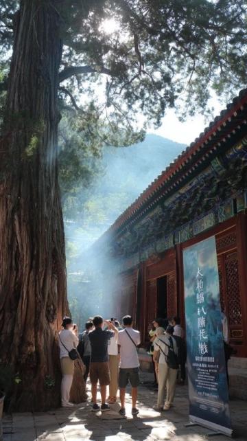 秋意濃遂昌賞銀杏泡溫泉兩日游