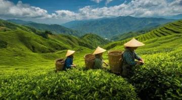 常喝的茶葉有哪些？綠茶中的春日鮮爽代表：西湖龍井與黃山毛峰