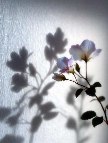 攝影技巧分享：光影藝術(shù)，捕捉生活中的溫度與美好