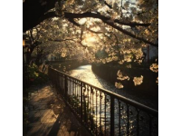 南京橋下長白島桃林春日盛景