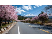 貴定金海雪山花開如畫。