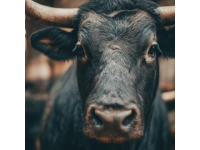 2025年驢肉價格飆升，驢肉火燒比奶茶還貴！背后真相揭秘