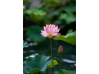 廣東老板創(chuàng)新魚塘經(jīng)營策略：從單一產(chǎn)品到多樣化服務(wù)的成功轉(zhuǎn)型