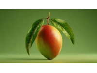 緬懷外婆：那顆最后逝去的青梅