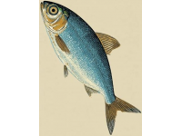 一直以來，家里老人最喜歡的海魚當(dāng)屬黃翅魚,有野生，有養(yǎng)殖，價格不一樣