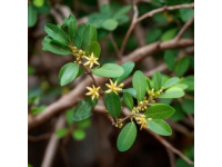 漲知識(shí)了！原來(lái)這是連翹花小鼓掌這個(gè)野花不簡(jiǎn)單！