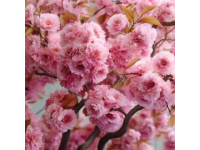 滎陽(yáng)豐樂(lè)櫻花園賞花指南：免門(mén)票詳情及游玩攻略