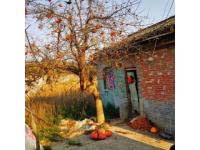 周口農(nóng)村：春節(jié)前軍叔跟風(fēng)種蘑菇村民：他們家常年的生意