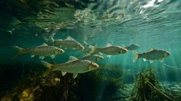 野生黃翅魚(yú)：近海經(jīng)濟(jì)價(jià)值高，蔡瀾稱其為“世界最美味